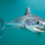 Moment décisif pour le requin-taupe bleu de l’Atlantique, espèce menacée d’extinction