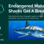 COMMUNIQUÉ DE PRESSE: Répit Pour Les Requins-Taupes Bleus Menacés