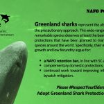 Greenland Shark Granted Historic International Protection