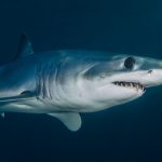 Adoption du premier quota international sur les requins-taupes bleus
