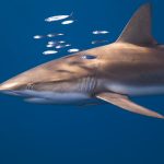 New Report: Bridging the Gaps that Hinder Shark Conservation